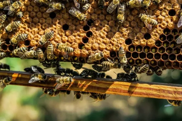 img of Benefícios da Apicultura em Espaços Urbanos