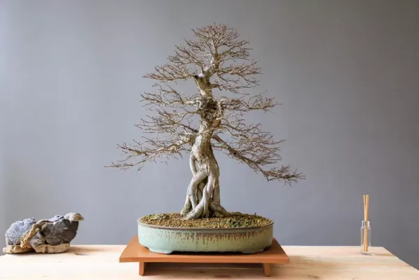 img of Arte do Bonsai: Uma Jornada de Meditação e Beleza