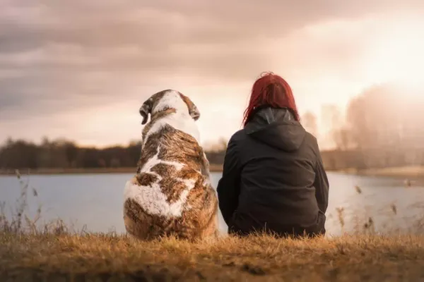 img of Compreendendo o Comportamento dos Cães