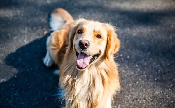 img of Além da Displasia: Mantendo seu Golden Retriever Feliz e Saudável